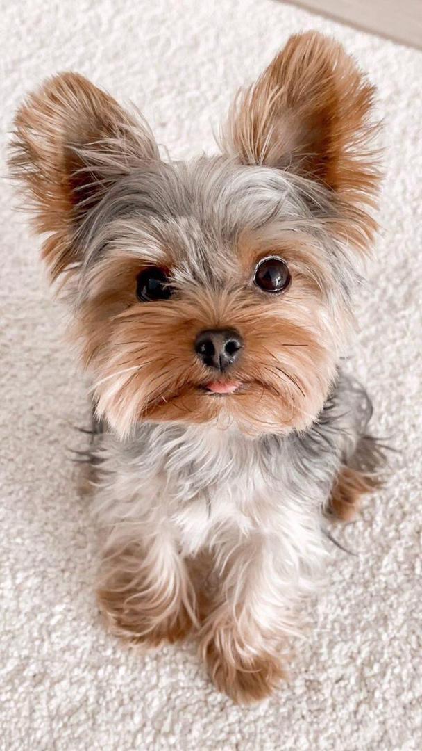 Puppy 6
